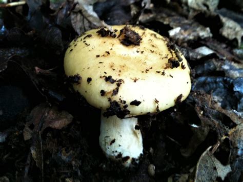 Common Yellow Russula