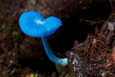 O que é biodiversidade? Entenda a importância de preservar a natureza ...