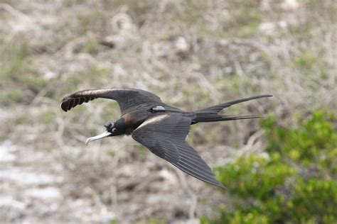 Scientists Finally Have Evidence That Frigatebirds Sleep While Flying ...