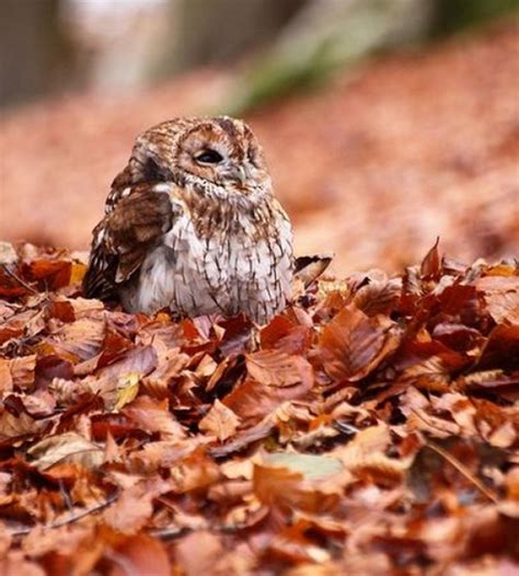 Top 10 Autumn Animals Playing In Leaves