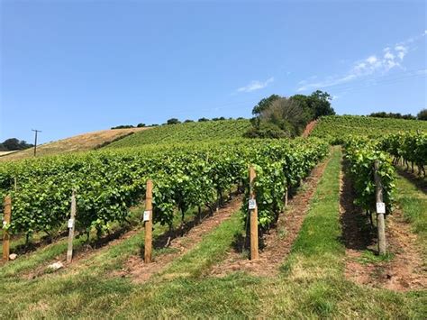 Old Walls Vineyard 2019 (Bishopsteignton) - Everything You Need to Know Before You Go (with ...