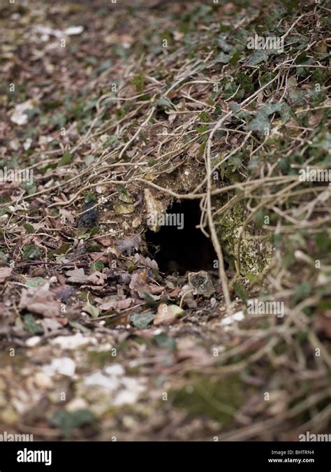 Entrance to a rabbit warren Stock Photo - Alamy