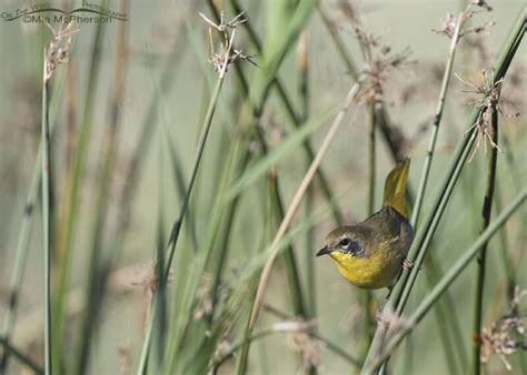 Male Common Yellowthroat in rushes – Mia McPherson's On The Wing ...