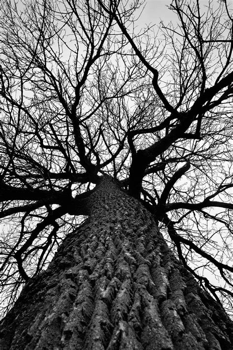Giant Cottonwood Tree in Winter Black and White Photograph | Black and white landscape, White ...