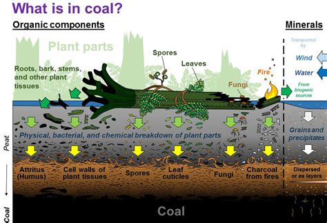 What's in Coal? Kentucky Geological Survey, University of Kentucky