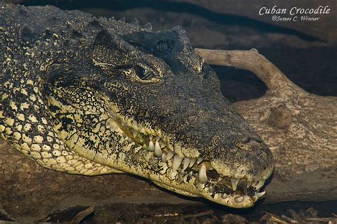 Cuban Crocodile - a photo on Flickriver