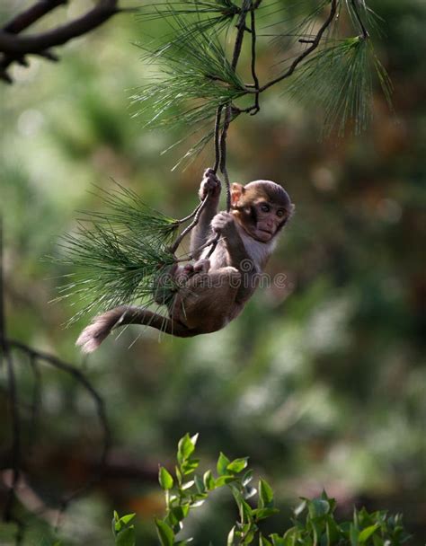 Baby Monkey Hanging From A Tree Branch Stock Photo - Image: 49684522