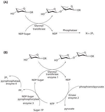 Glycosyltransferases