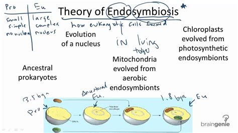 12.1.3 Theory of Endosymbiosis - YouTube