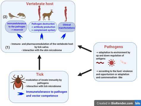 Frontiers | Induced Transient Immune Tolerance in Ticks and Vertebrate Host: A Keystone of Tick ...