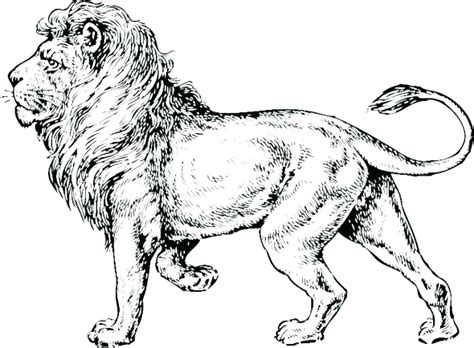 Realistic Lion Coloring Pages at GetColorings.com | Free printable ...