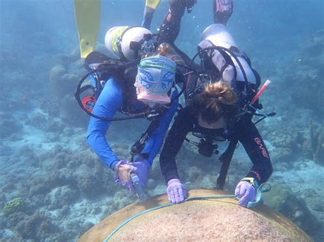 Mote Marine Laboratory & Aquarium (@MoteMarineLab) / Twitter