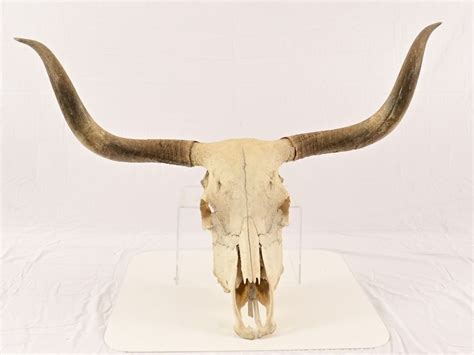 Longhorn Skull