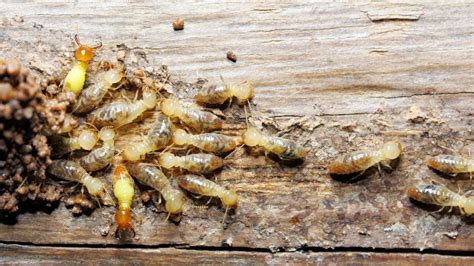 6 Tips To Prevent Termites | Rex Pest Control Services in Sydney