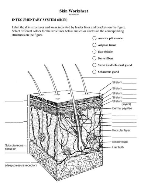 Printable Integumentary System Labeling Worksheet - Printable Word Searches