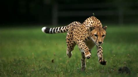 Running Cheetah Hd