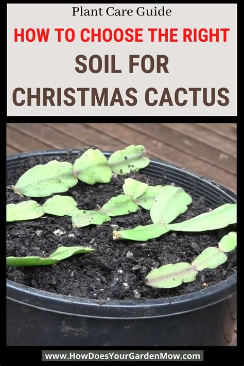 How To Choose Soil For Christmas Cactus | Christmas cactus, Christmas ...