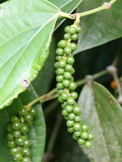 Lg. Real Black Pepper Plant (piper nigrum) – Urban Tropicals