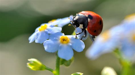 Red ladybug, flowers, ladybugs, insect, blue flowers HD wallpaper | Wallpaper Flare