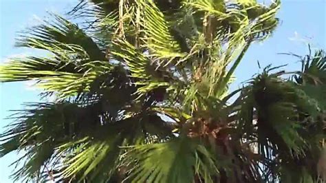 Windstorm, severe wind SOUND EFFECT - YouTube