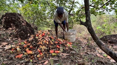 Maharashtra cashew farmers hit hard by unseasonal rain, temperature, pests