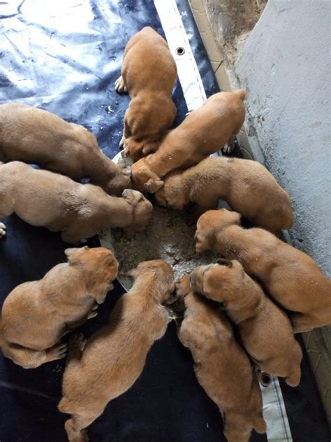 Awesome And Super Cute Boerbel Puppies For Sale - Pets - Nigeria