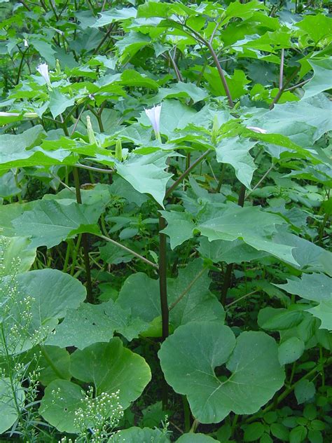 The Veggie Sleuth: Dangerous Plant: Pokeweed