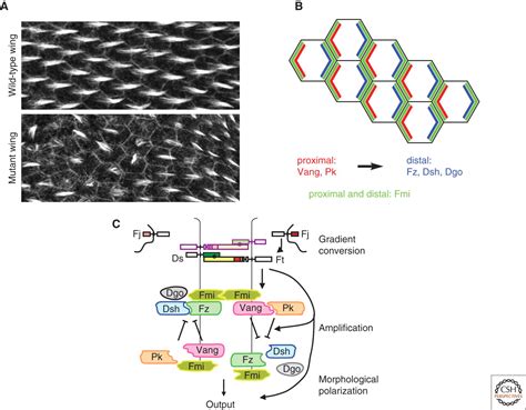 Planar Cell Polarity Signaling: The Developing Cell’s Compass