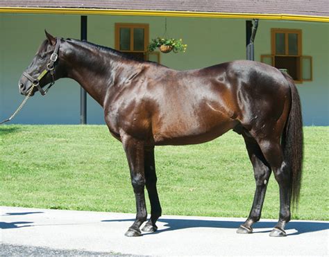 Stallions Archive - Claiborne Farm