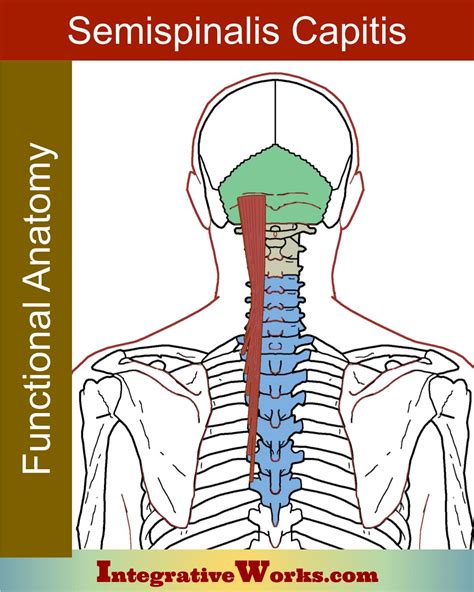 Semispinalis Capitis - Functional Anatomy - Integrative Works