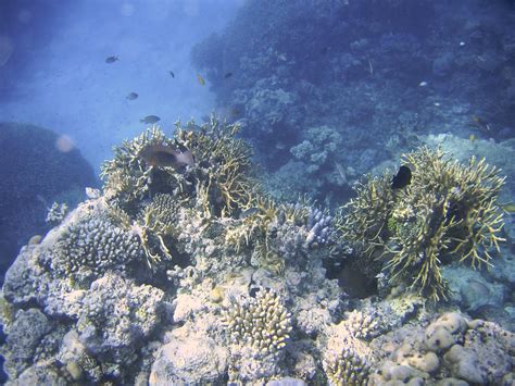 Captain Cook Cruise, Great Barrier Reef, Feb 2008 | Bob | Flickr