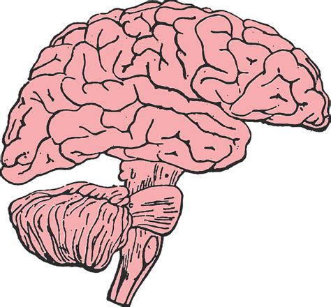 Brain Mind Think · Free vector graphic on Pixabay