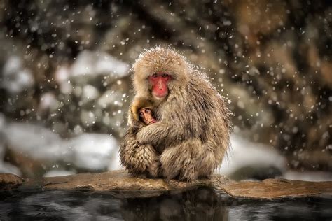 20 Macaque Wallpapers - HDQ