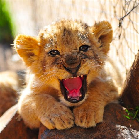 Baby Lion Roar! | Cute animal pictures, Baby animals, Cute cats