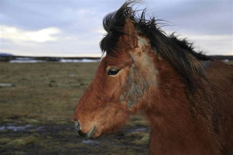 Hair Loss (Alopecia) in Horses - Symptoms, Causes, Diagnosis, Treatment, Recovery, Management, Cost