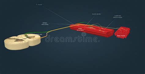 Knee Anatomy Tendons Stock Illustrations – 118 Knee Anatomy Tendons Stock Illustrations, Vectors ...