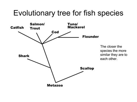 PPT - Evolutionary tree for fish species PowerPoint Presentation, free download - ID:270721