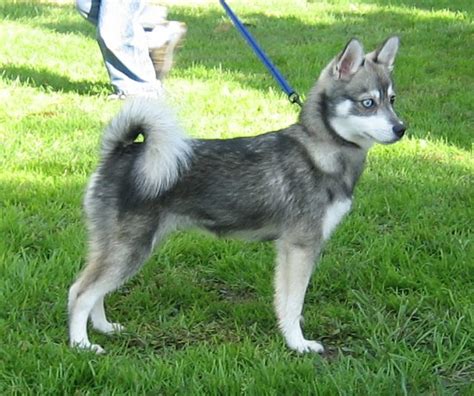 Alaskan Klee Kai | petmapz by Dr. Katz, Your veterinarian endorsed pet ...