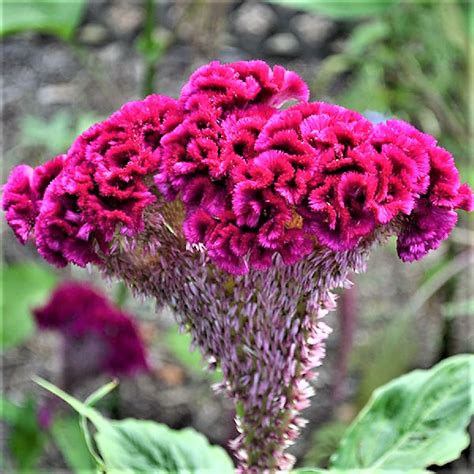 9 Different Varieties of Celosia Flowers and Their Charms