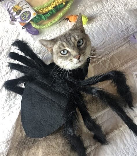 The Best Halloween Costumes, as Reviewed by Real Rover Cats