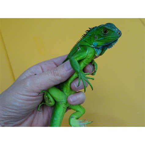 Green Iguana 16 - 20 inches - Strictly Reptiles