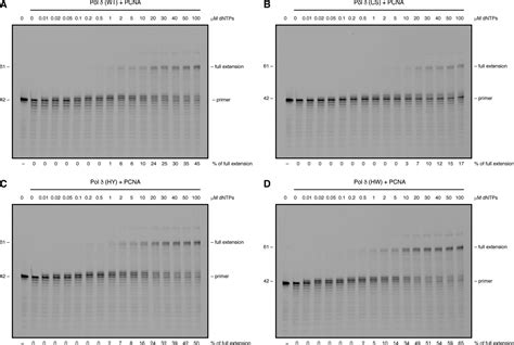 Human DNA polymerase delta requires an iron–sulfur cluster for high-fidelity DNA synthesis ...