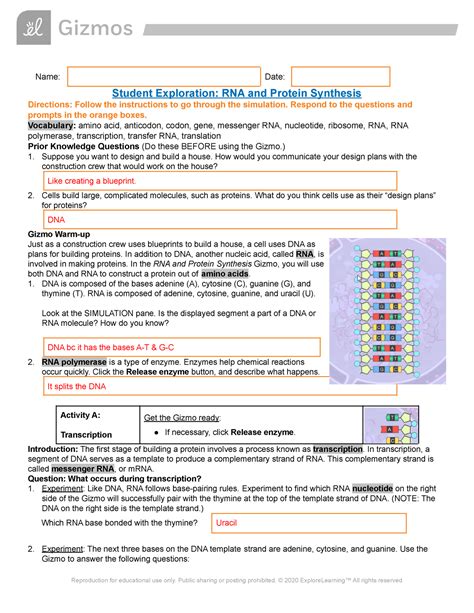 Gizmos RNAProtein Synthesis - Name: Date: Student Exploration: RNA and Protein Synthesis ...