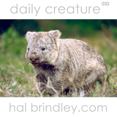 Daily Creature 32: Common Wombat - Hal Brindley Wildlife Photography