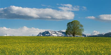 Free Images : landscape, tree, nature, rock, horizon, mountain, snow, cloud, sky, field, meadow ...