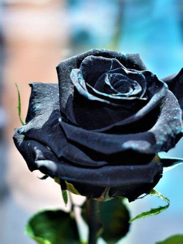 Symbolism of Black Rose: What Does it Mean?