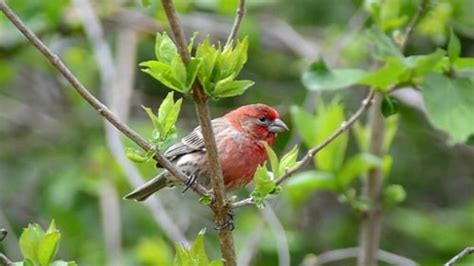 House Finch Habits - What they Eat, Where they Nest, Mating