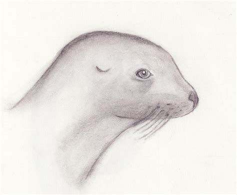 Seal Sketch by Theoddone2727 on DeviantArt