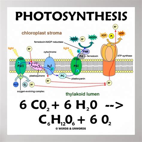 Photosynthesis (Light-Dependent) Chemical Equation Poster | Zazzle