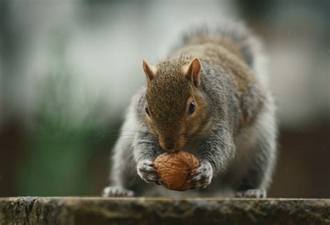 1280x1024 resolution | squirrel holding nut closeup photo HD wallpaper ...